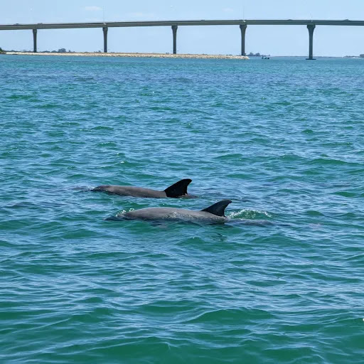 Boat Tour Agency «Adventure Cruises Inc», reviews and photos, 5500 Gulf Blvd, St Pete Beach, FL 33706, USA