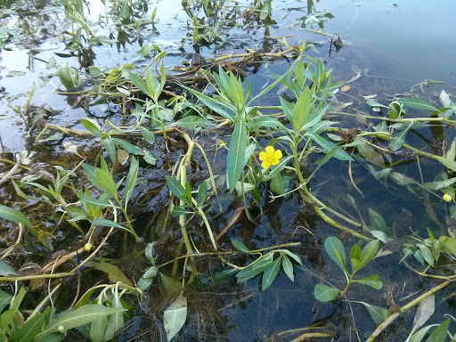 RV Park «Bluewater Resort and RV Campground», reviews and photos, 220 Bluewater Campground Rd, Dayton, TN 37321, USA