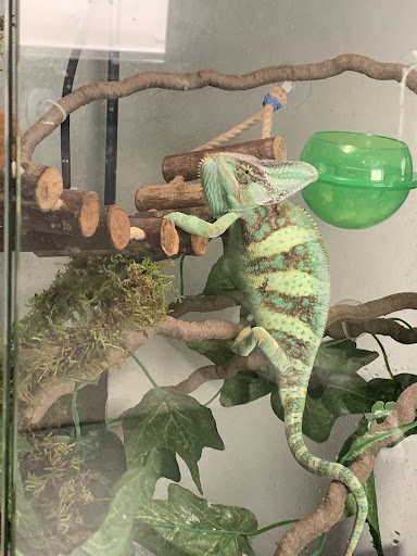 Reptile Store «Reptile Pets Direct», reviews and photos, 8088 Pat Booker Rd, Live Oak, TX 78233, USA
