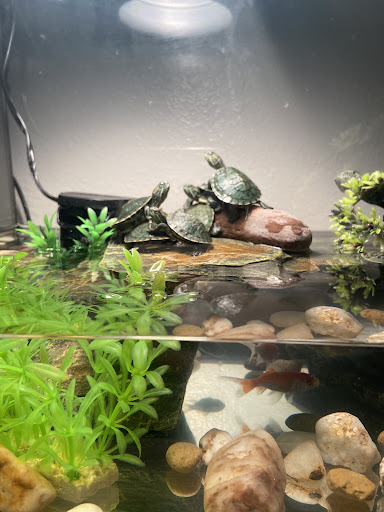 Pet Store «D D Fish & Pets», reviews and photos, 2413 S Fairview St, Santa Ana, CA 92704, USA