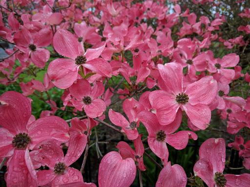 State Park «Bridle Trails State Park», reviews and photos, 5300 116th Ave. N.W., Kirkland, WA 98033, USA