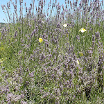 Photo n°8 de l'avis de Andrea.i fait le 03/07/2020 à 21:31 sur le  L'Agnata di De André à Tempio Pausania