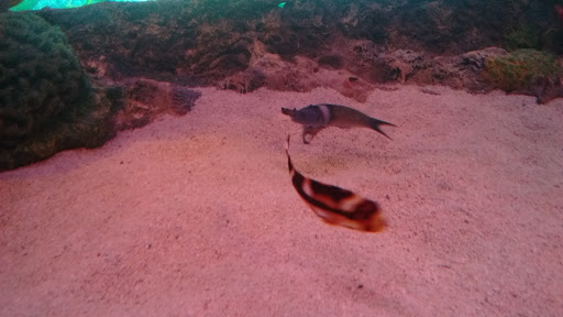 Amusement Center «LEGOLAND at Discovery Center Kansas City», reviews and photos, 2475 Grand Blvd, Kansas City, MO 64108, USA