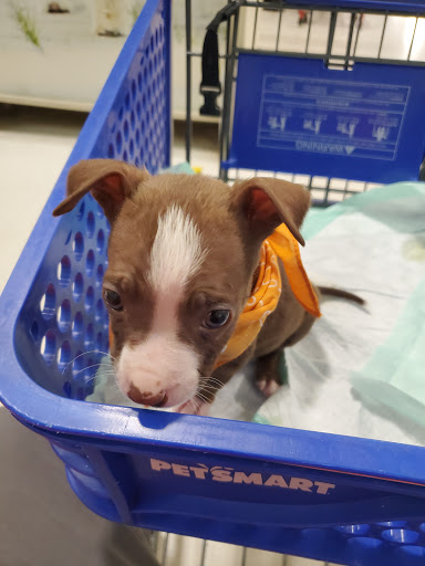 Pet Supply Store «PetSmart», reviews and photos, 11134 Parkside Dr, Knoxville, TN 37934, USA