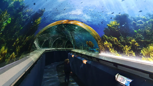SEA LIFE Kelly Tarlton's Aquarium