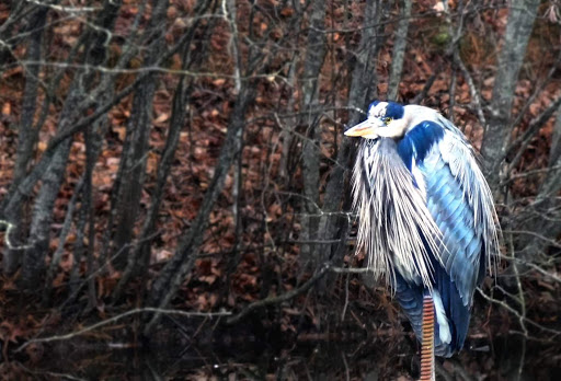 Park «Bogan Park Community Recreation & Aquatic Center», reviews and photos, 2723 N Bogan Rd NE, Buford, GA 30519, USA