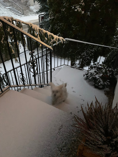 Dr. Strucz Attila - ehemals Dr. Böjthe Stefan unter Eltmann, Bayern