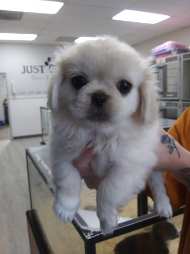 Pet Supply Store «Just Pets», reviews and photos, 8874 Maximus Dr, Lone Tree, CO 80124, USA