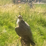 Photo n°3 de l'avis de Werner.c fait le 09/07/2023 à 18:12 sur le  Hotel Panorama à Schenna