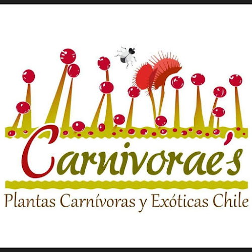 Carnivoraes - Centro de jardinería