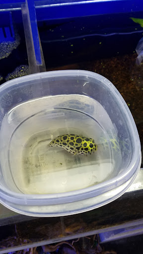 Tropical Fish Store «Westside Aquarium & Pets», reviews and photos, 3402 S Dale Mabry Hwy, Tampa, FL 33629, USA