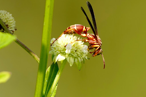Tourist Attraction «Shark Valley Tram Tours», reviews and photos, 36000 SW 8th St, Miami, FL 33194, USA