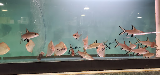 Aquarium «Tamco Aquarium», reviews and photos, 6310 Bay Pkwy, Brooklyn, NY 11204, USA