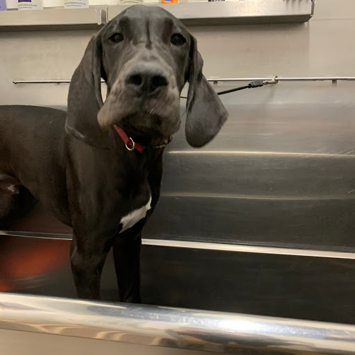 Pet Supply Store «Goin To the Dogs & Cats Pet», reviews and photos, 814 Wellman Ave NE, Huntsville, AL 35801, USA