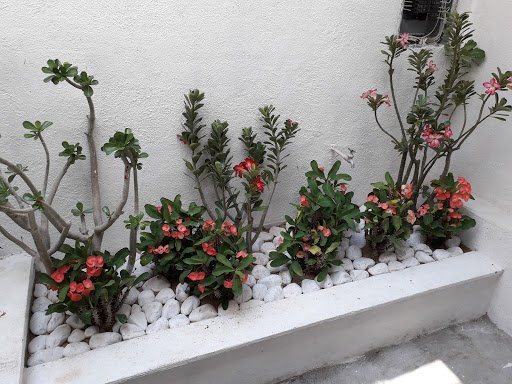 Vivero de plantas Acapulco de Juárez