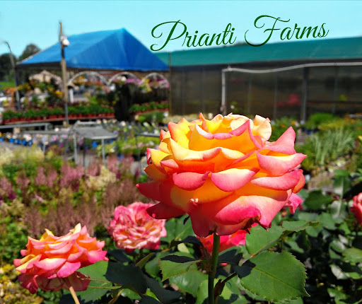 Prianti Farms Inc. image 7