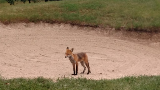 Golf Course «Hyatt HIlls Golf Complex», reviews and photos, 1300 Raritan Rd, Clark, NJ 07066, USA