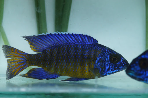 Ruinemans Aquarium Inc