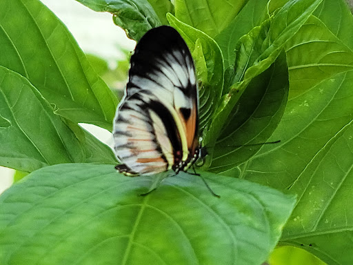 Tourist Attraction «Butterfly World», reviews and photos, 3600 W Sample Rd, Coconut Creek, FL 33073, USA