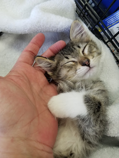 Pet Supply Store «At Your Services Pet Supplies», reviews and photos, 55 S Valle Verde Dr #300, Henderson, NV 89012, USA