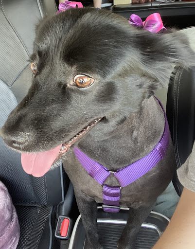 Salcido's Pet Grooming and Boarding