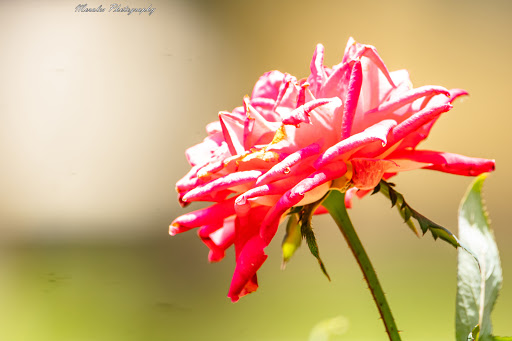 Park «Lake Lily Park», reviews and photos, 900 S Orlando Ave, Maitland, FL 32751, USA