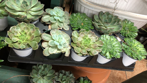 Florist «Bouquets and Baskets», reviews and photos, 548 Jersey Ave, Jersey City, NJ 07302, USA