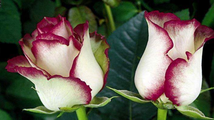 Painted Rose 32579