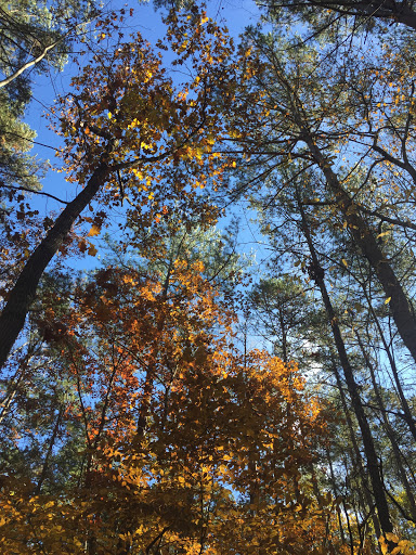 Park «Brookhaven Nature Park», reviews and photos, 5125 Berkeley St, Raleigh, NC 27612, USA