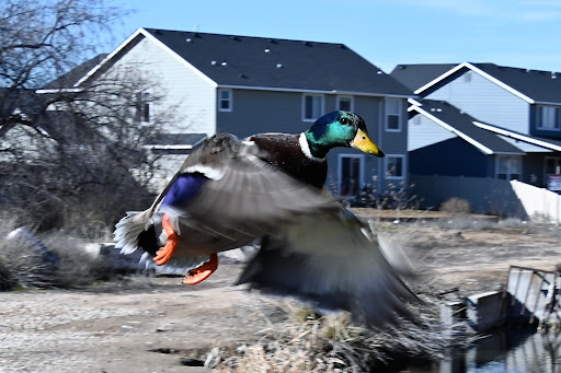 Nature Preserve «Wilson Springs Ponds», reviews and photos, 3209-3507 S Powerline Rd, Nampa, ID 83686, USA