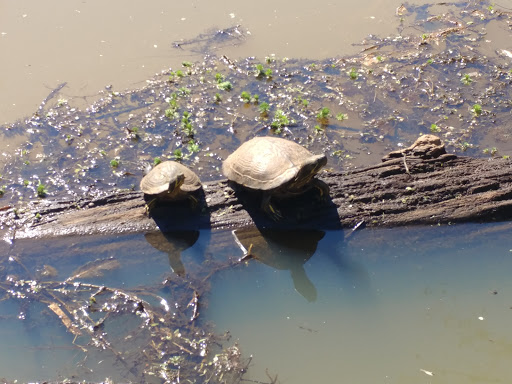 Nature Preserve «Melvin L. Newman Wetlands Center», reviews and photos, 2755 Freeman Rd, Hampton, GA 30228, USA