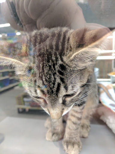 Pet Supply Store «PetSmart», reviews and photos, 19075 Interstate 45 S, Shenandoah, TX 77385, USA