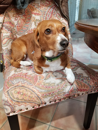 Pet Groomer «Fetching Styles, LLC», reviews and photos, 90 Foothills Pkwy c202, Marble Hill, GA 30148, USA