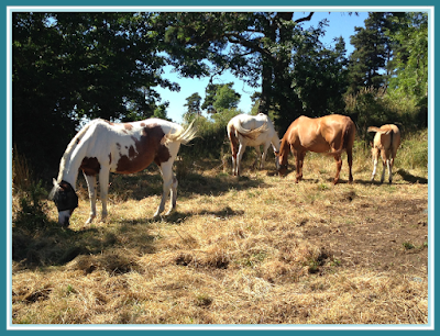 LFM Farm à Salettes