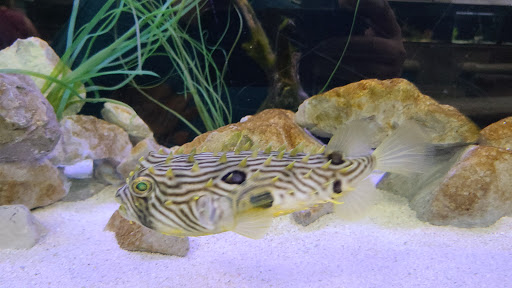 Educational Institution «Institute For Marine Mammal Studies», reviews and photos, 10801 Dolphin Ln, Gulfport, MS 39503, USA