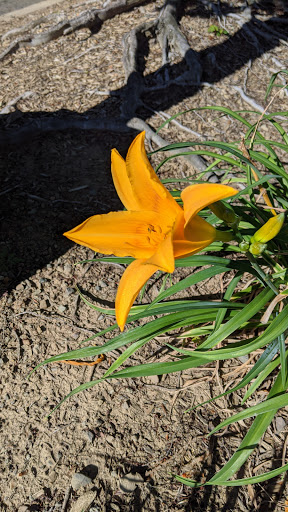 Home Improvement Store «Tractor Supply Co.», reviews and photos, 1248 Airport Park Blvd, Ukiah, CA 95482, USA