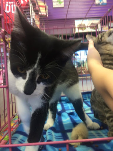 Pet Store «Pets of Portage», reviews and photos, 2219 W Wisconsin St, Portage, WI 53901, USA