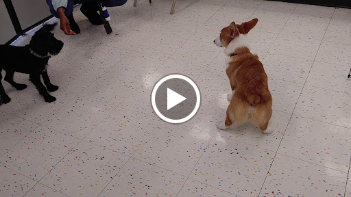 Pet Supply Store «Petco Animal Supplies», reviews and photos, 3150 Erie Blvd E #500, Syracuse, NY 13214, USA