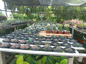 Recife Garden Center