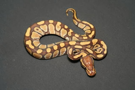 Reptile Store «CV Exotics», reviews and photos, 320 Sandown Rd, East Hampstead, NH 03826, USA