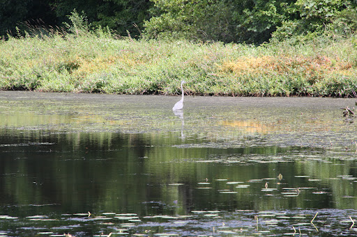 Park «Acushnet Sawmill», reviews and photos, 32 Mill Rd, Acushnet, MA 02743, USA