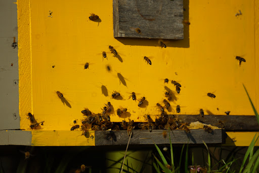 Produce Market «B&P Hitz Fruit Farm (Apples N Produce)», reviews and photos, 14070 Wilco Hwy NE, Woodburn, OR 97071, USA