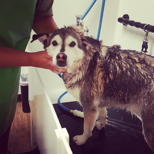 Pet Supply Store «EarthWise Pet Panama City», reviews and photos, 632 W 23rd St, Panama City, FL 32405, USA