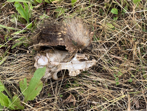 Nature Preserve «Marais Temps Clair Conservation Area», reviews and photos, 5134 Island Road, St Charles, MO 63301, USA