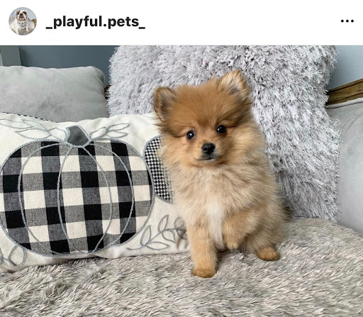 Dog Breeder «Playful Pets», reviews and photos, 115 Ridge Pike, Conshohocken, PA 19428, USA