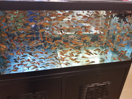 Pet Supply Store «Petco Animal Supplies», reviews and photos, 1009 E Commercial Blvd, Oakland Park, FL 33334, USA