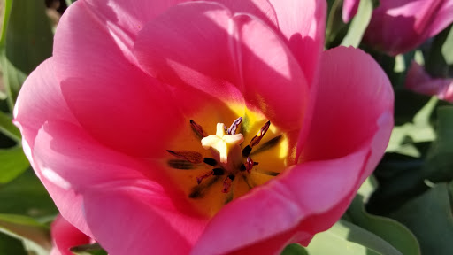 Pottery Store «De Klomp Wooden Shoe & Delftware Factory», reviews and photos, 12755 Quincy St, Holland, MI 49424, USA