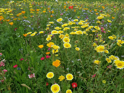 Golf Course «Pumpkin Ridge Golf Club», reviews and photos, 12930 NW Old Pumpkin Ridge Rd, North Plains, OR 97133, USA