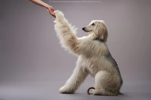 Dog training school DogPark image