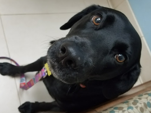 Surfside Animal Hospital image